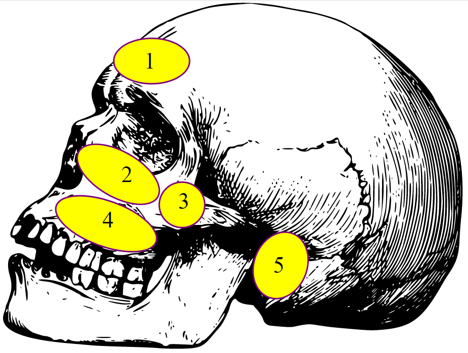 schaedel_mit_info.png